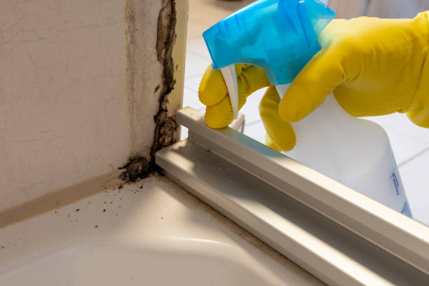 Best Environmental Consulting for Mold Prevention  in Cologne, NJ